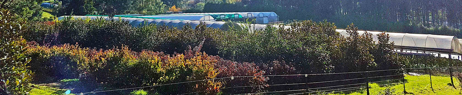 JINDABYNE NURSERY-Growers of Citrus, Magnolias, Foilage