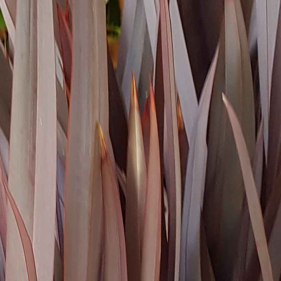 Jindabyne Nursery Foliage Supply