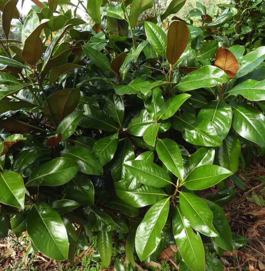 Grandiflora  Exmouth Magnolia 
