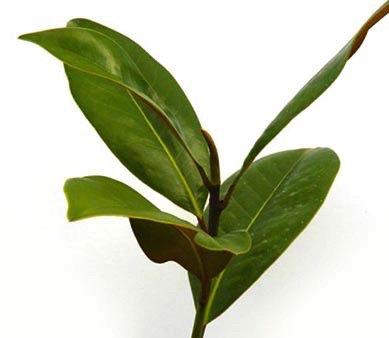 Grandiflora  Exmouth Magnolia 