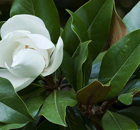 Exmouth Magnolia