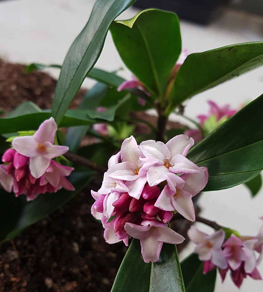 daphne in flower