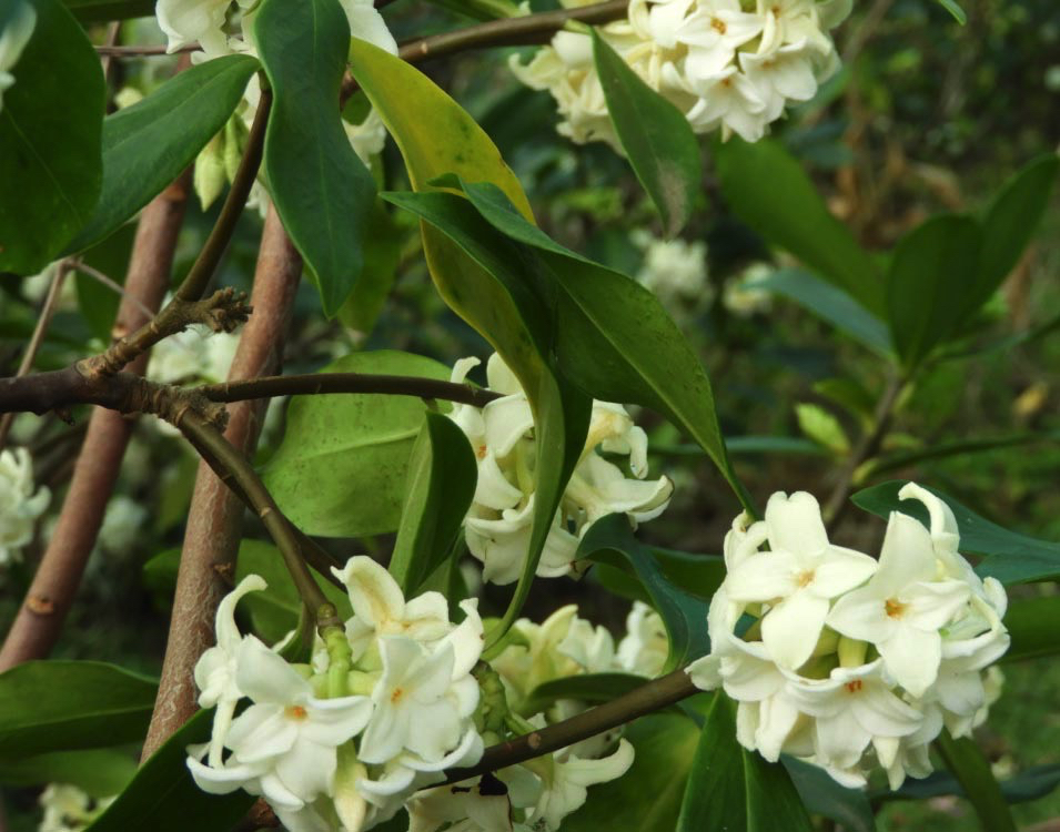white daphne bushes