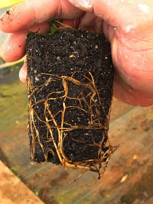 LITTLE GEM MAGNOLIA ROOT FORMATION
