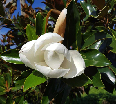 magnolia-flower