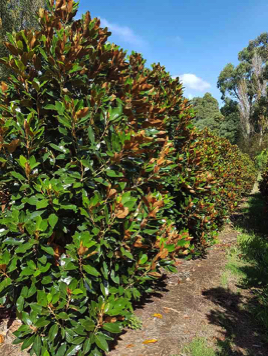 little gem hedge rows