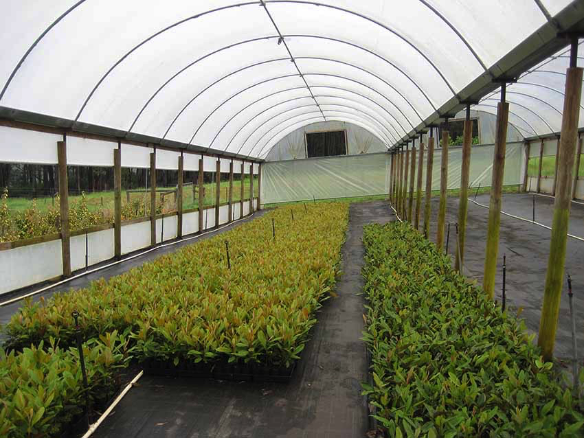 nursery growing tunnel