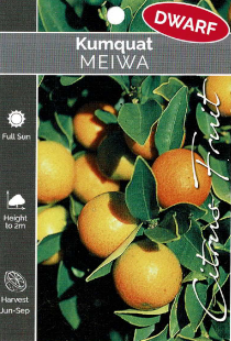 Kumquat - Meiwa - Dwarf Kumquat - Meiwa - Dwarf