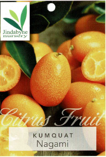Kumquat - Nagami Kumquat - Nagami