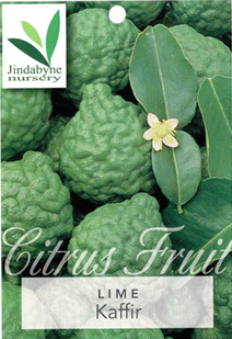 Lime - Kaffir Lime - Kaffir