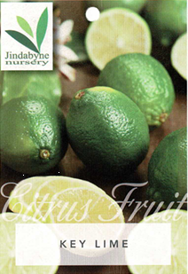 Lime - Key Lime Lime - Key Lime