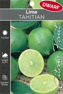 Lime - Tahitian - Dwarf Lime - Tahitian - Dwarf