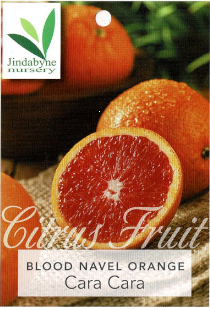 Orange - Blood Navel Orange - Cara Cara Orange - Blood Navel Orange - Cara Cara