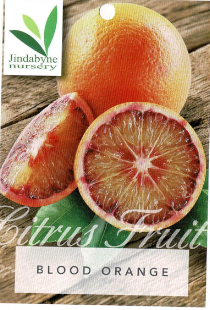 Orange - Blood Orange Orange - Blood Orange