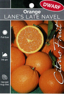 Orange - Lane's Late Navel - Dwarf Orange - Lane's Late Navel - Dwarf