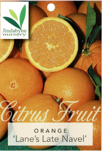 Orange - Lane's Late Navel Orange - Lane's Late Navel