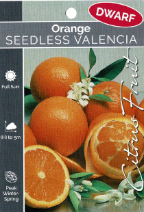 Orange - Seedless Valencia - Dwarf Orange - Seedless Valencia - Dwarf